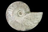 Silver Iridescent Ammonite (Cleoniceras) Fossil - Madagascar #157155-1